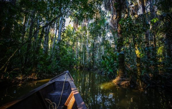 Into the jungle
