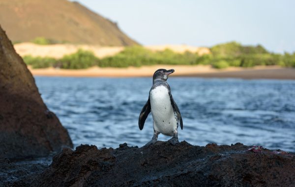Isla Santiago