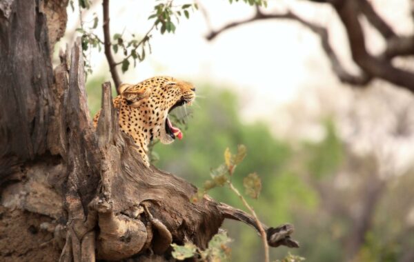 South Luangwa National Park