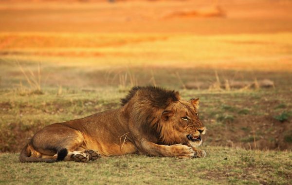 South Luangwa National Park