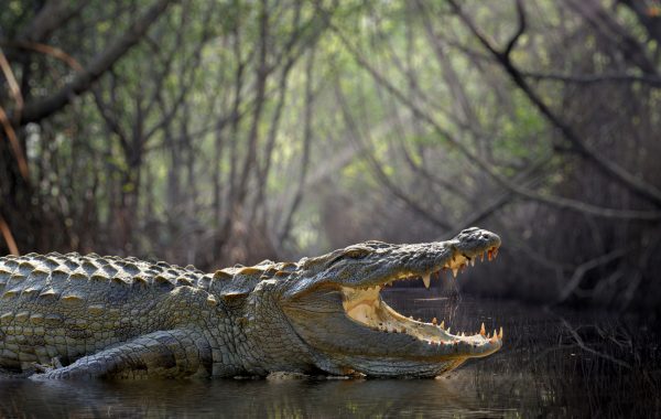 Gal Oya National Park