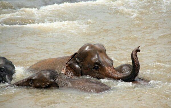 Gal Oya National Park