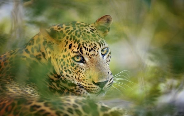 Gal Oya National Park