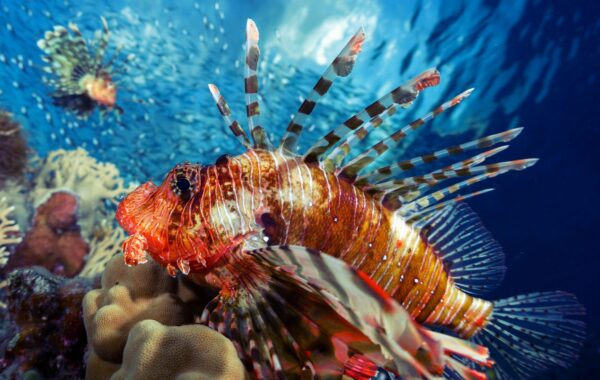 Go scuba diving at Pigeon Island