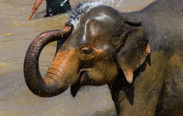 Wilpattu National Park