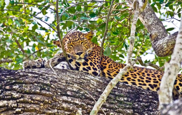 Wilpattu National Park