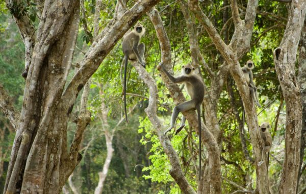 Wilpattu National Park