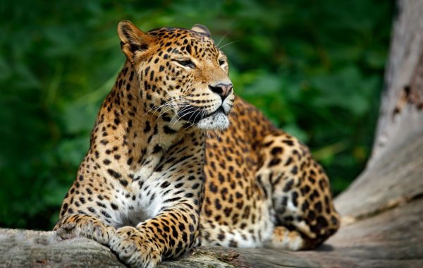 Yala National Park