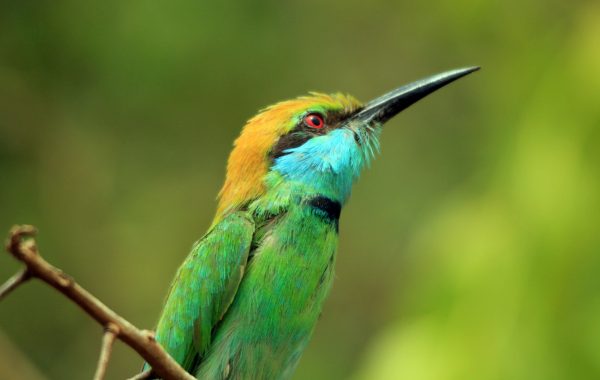 Yala National Park