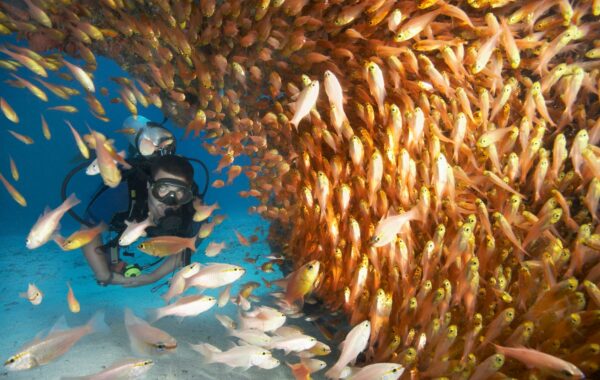 Dive or snorkel off the Kigomasha Peninsula on Pemba