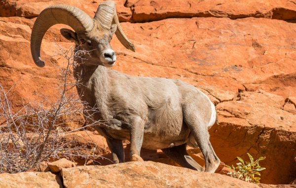 Zion National Park