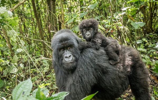 Visit mountain gorillas in Bwindi