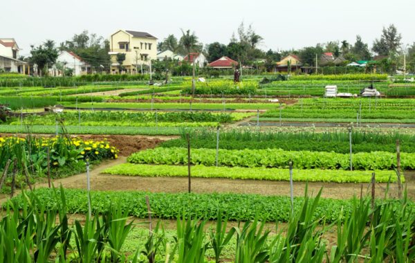 Take a cooking class in Hoi An