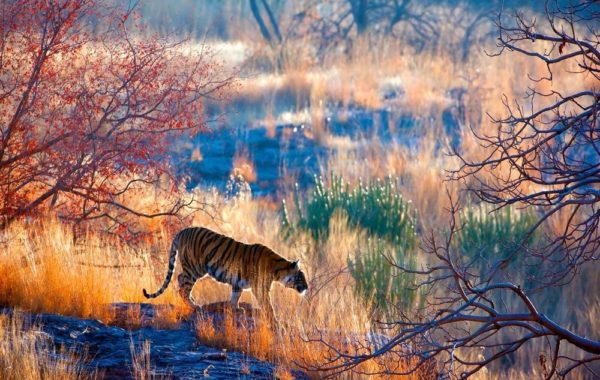 India