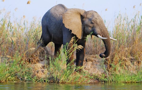 Lower Zambezi National Park