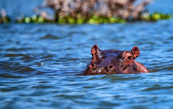 Kafue National Park