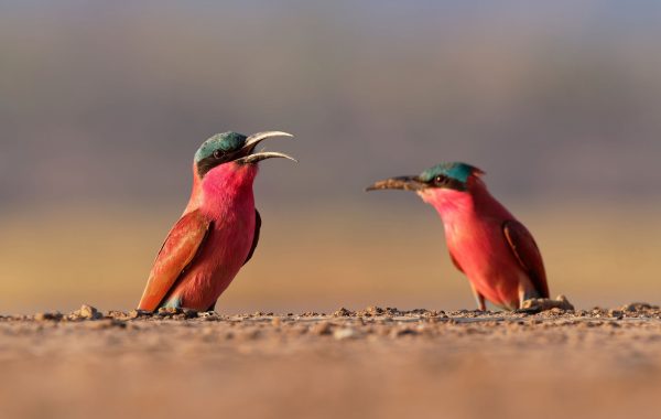 Lower Zambezi National Park
