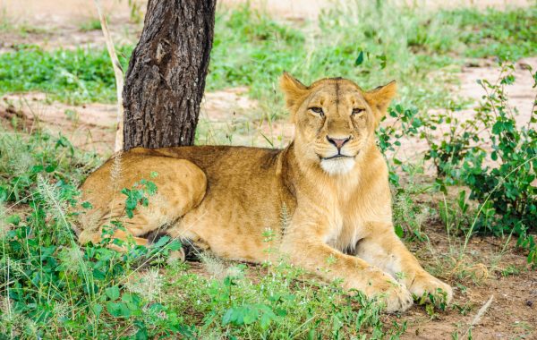 On safari in Tarangire National Park