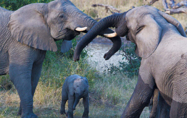 Safari in Ruaha National Park