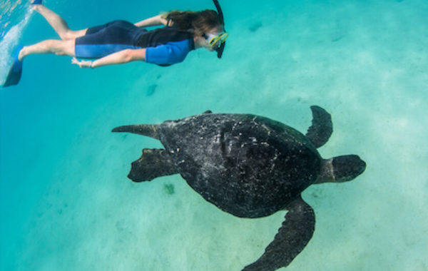 Isabela Island - Fernandina Island