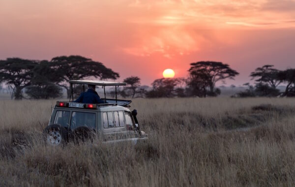Fly to your second Serengeti camp