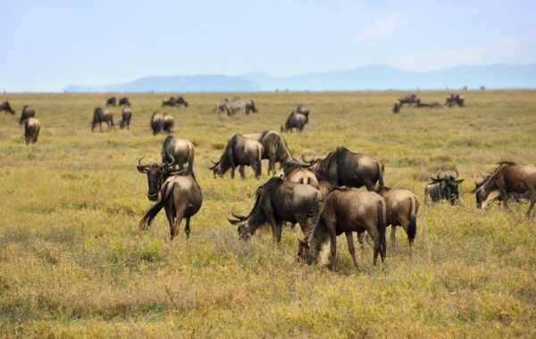 Witness the great migration in the Serengeti