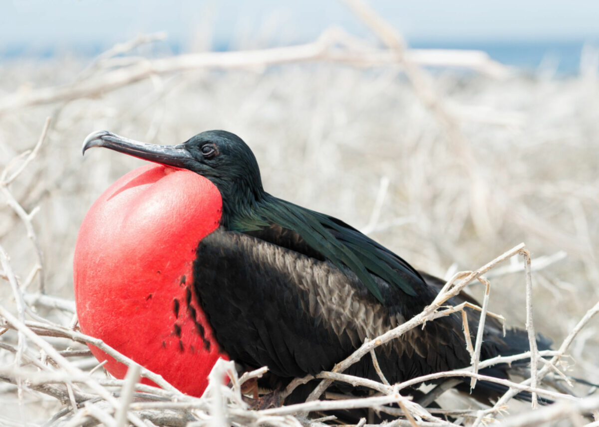 010 Galapagos Frigatebird