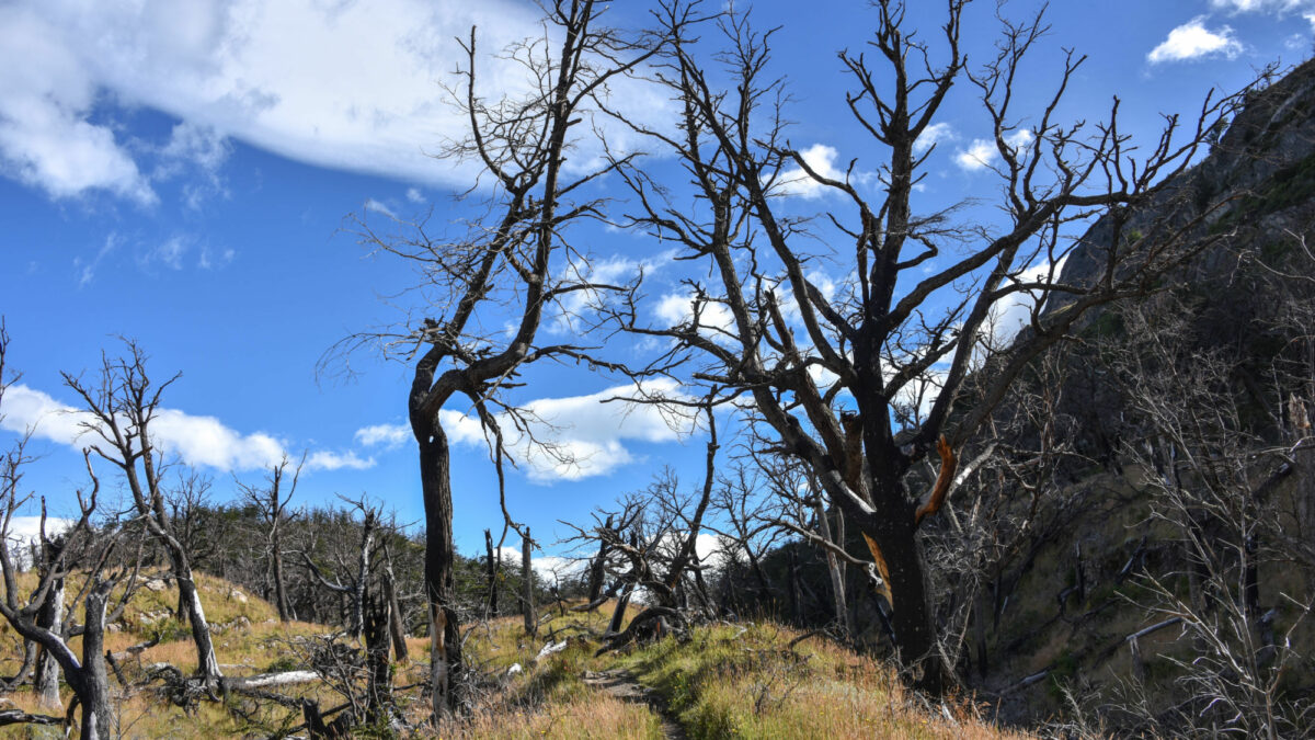 020 Torres Del Paine Fire