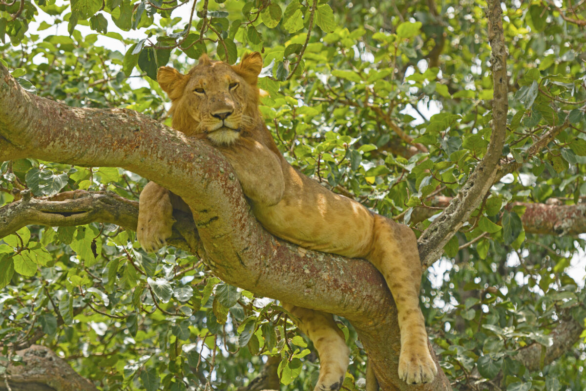 022 Uganda Lion Ishasha