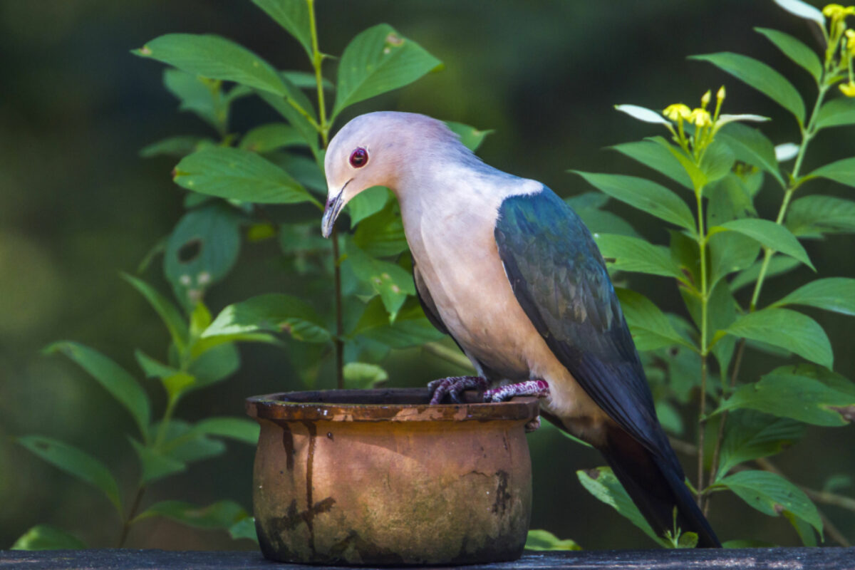 031 Sri Lanka Green Piegon