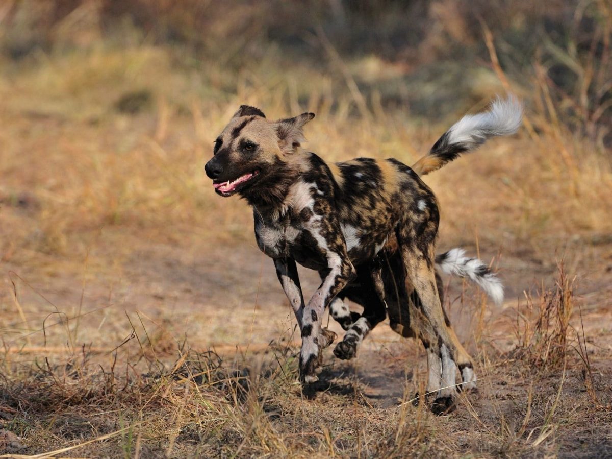 032-Sa-Safari-Wild-Dog