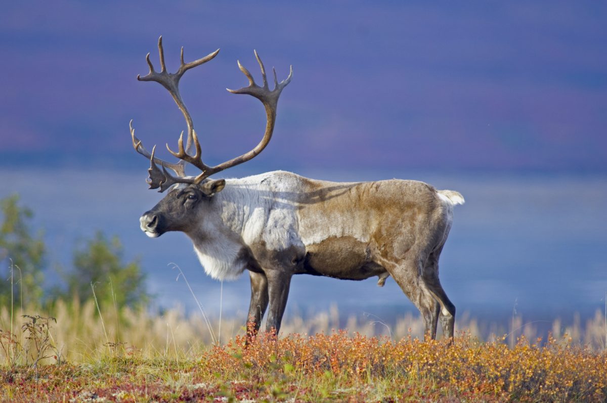 Alaska_Caribou
