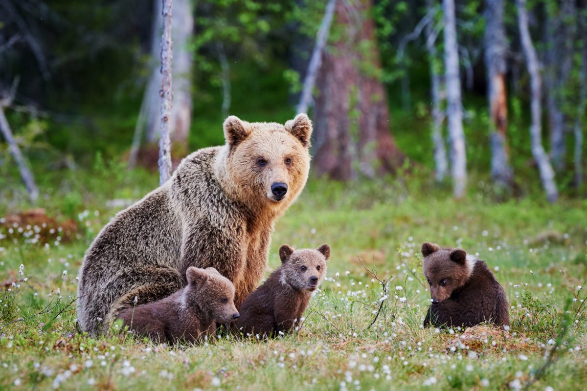 Alaska_grizzlybear