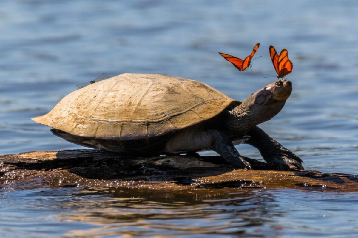 Amazon turtle in Tambopata National Reserve Peru