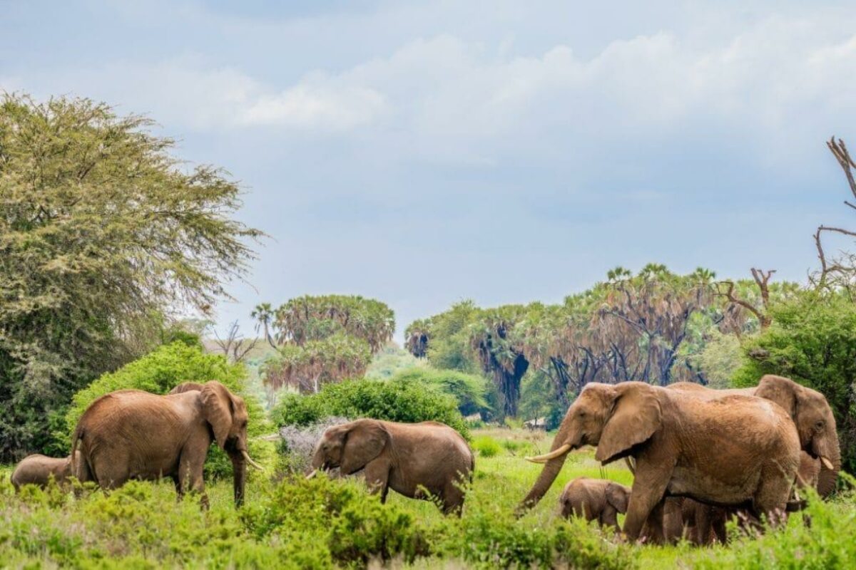 Amboseli NP