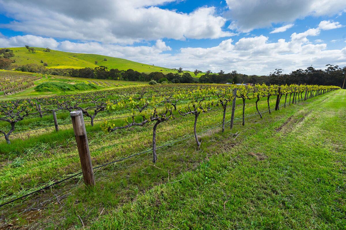 Aus Barossa Valley