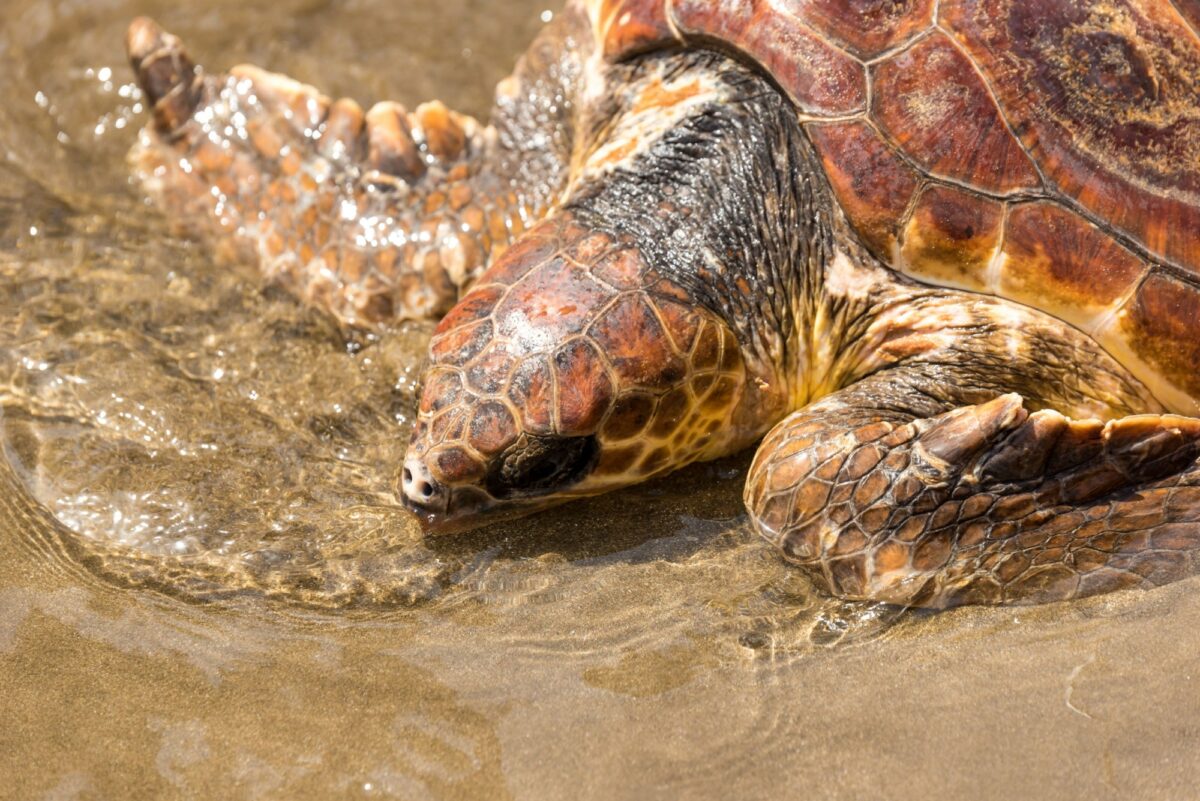 Aus loggerhead