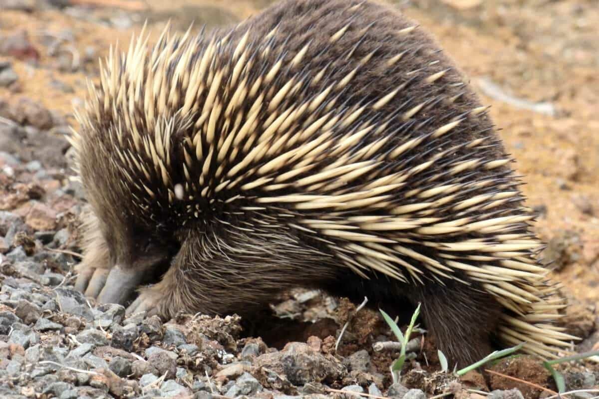 Australia ECHIDNA great ocean road wildlife 180216p01sr1200 min