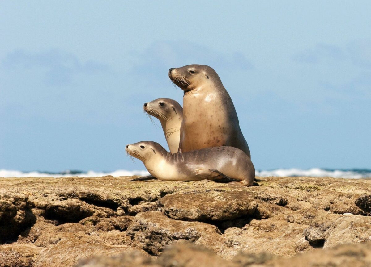 Australia Baird Bay sealion