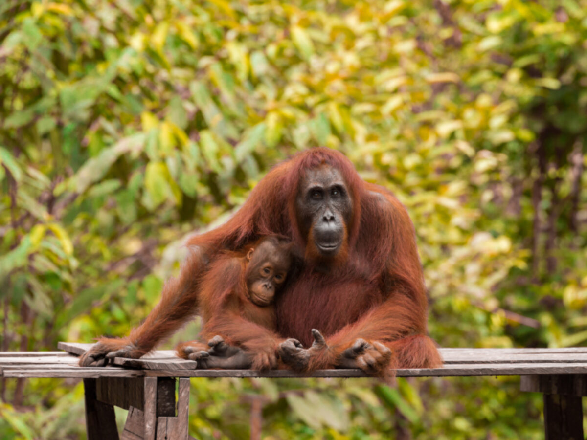 Borneo_Kalimantan
