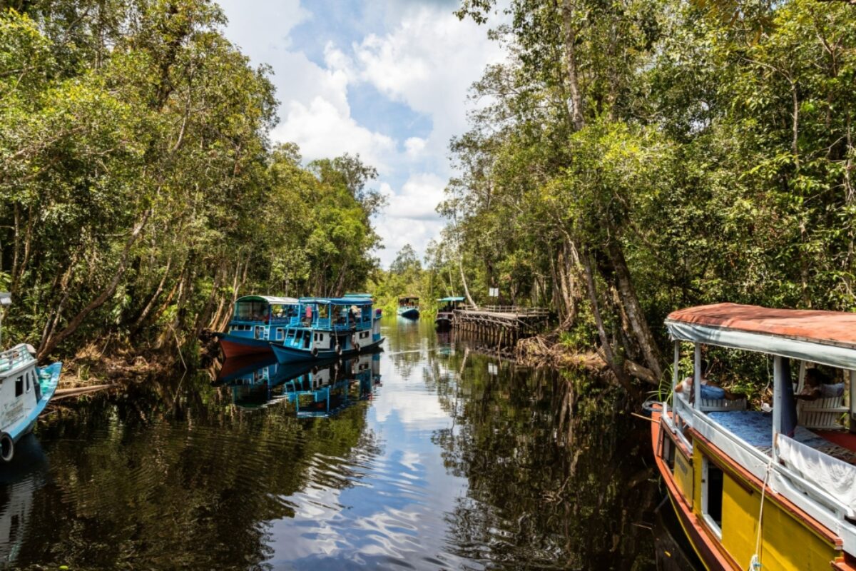 Borneo Kuami Tanjung Puting National Park