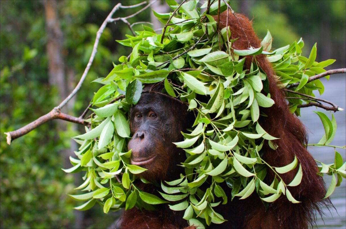Borneo_Sabah_Sepilok
