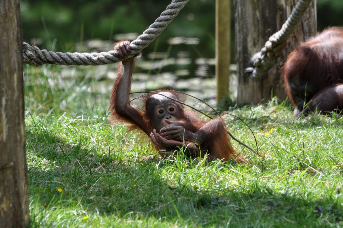 Borneo_orangutanconservation2