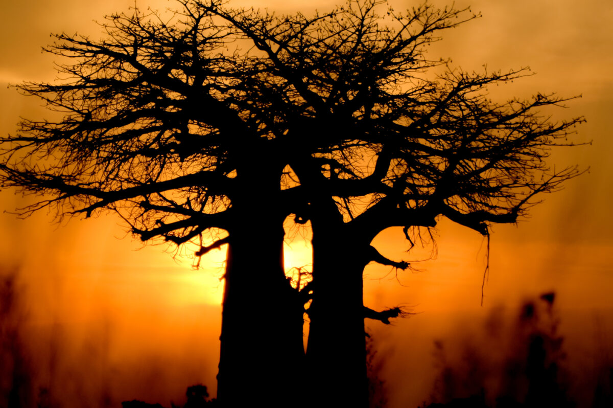 Bostwana Sunset Baobab