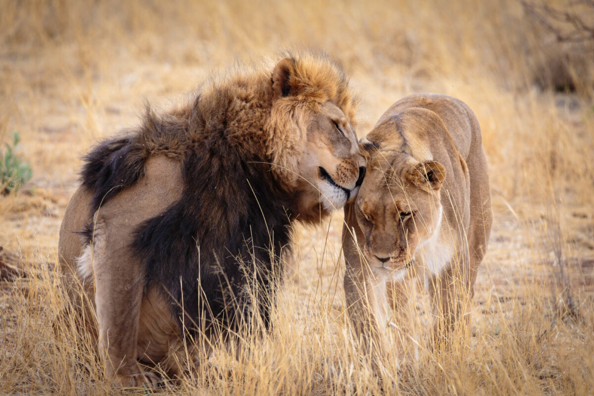 Botswana lions