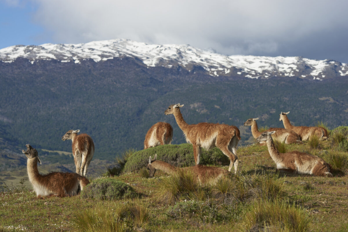 Chile_Valle-Chacabuco_guanaco