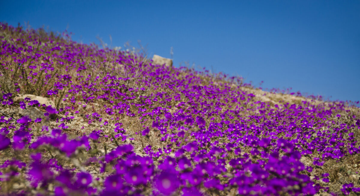 Chile_atacama-flowers