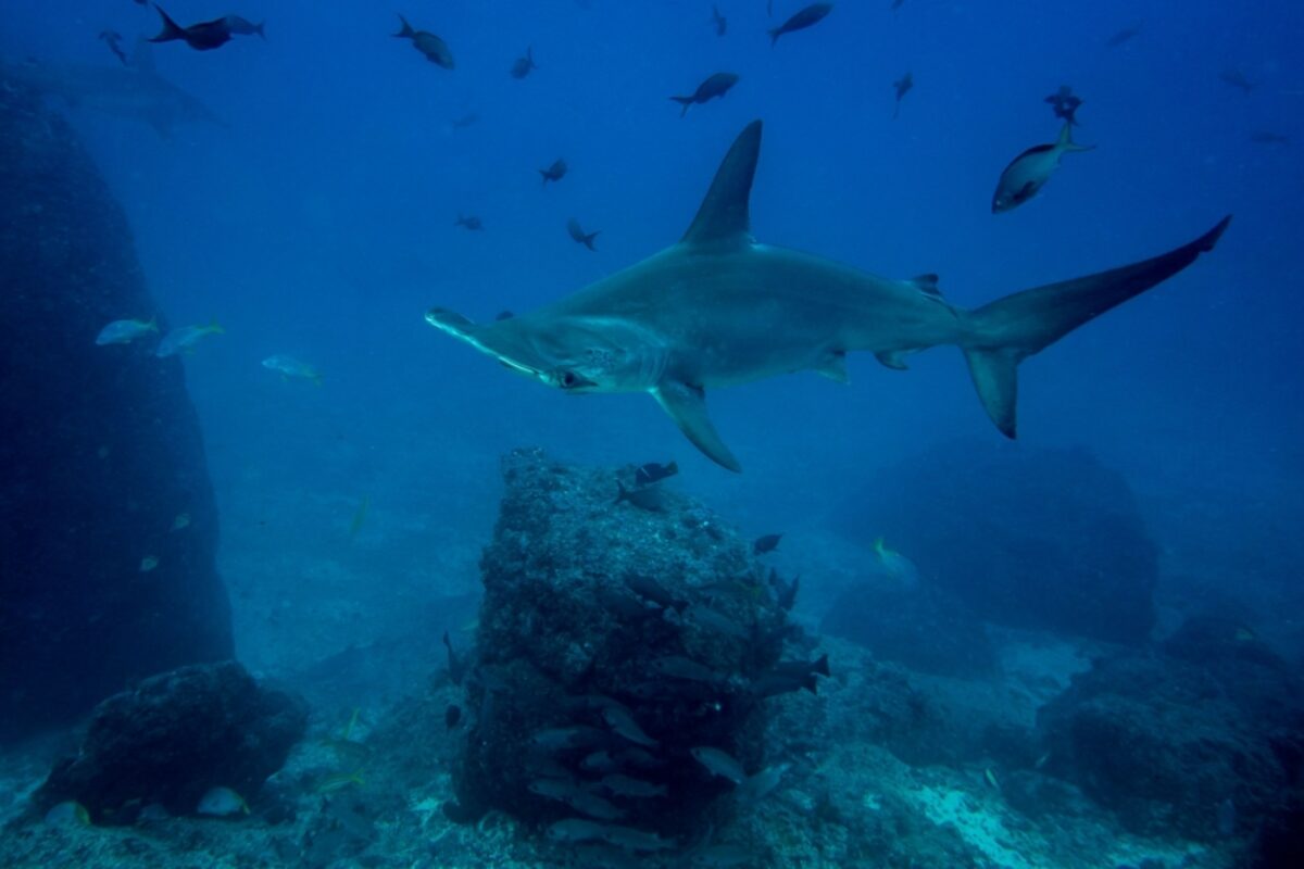 Costa Rica Cocos Island