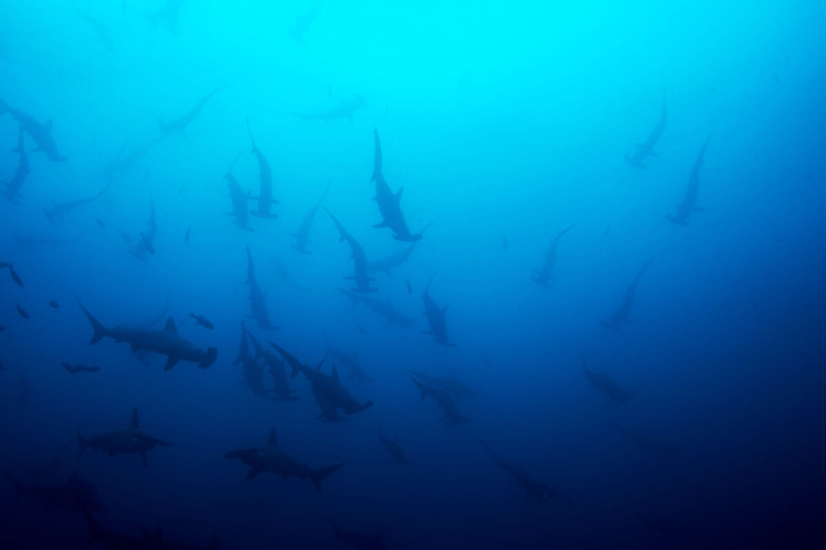 Costa Rica Cocos Island2