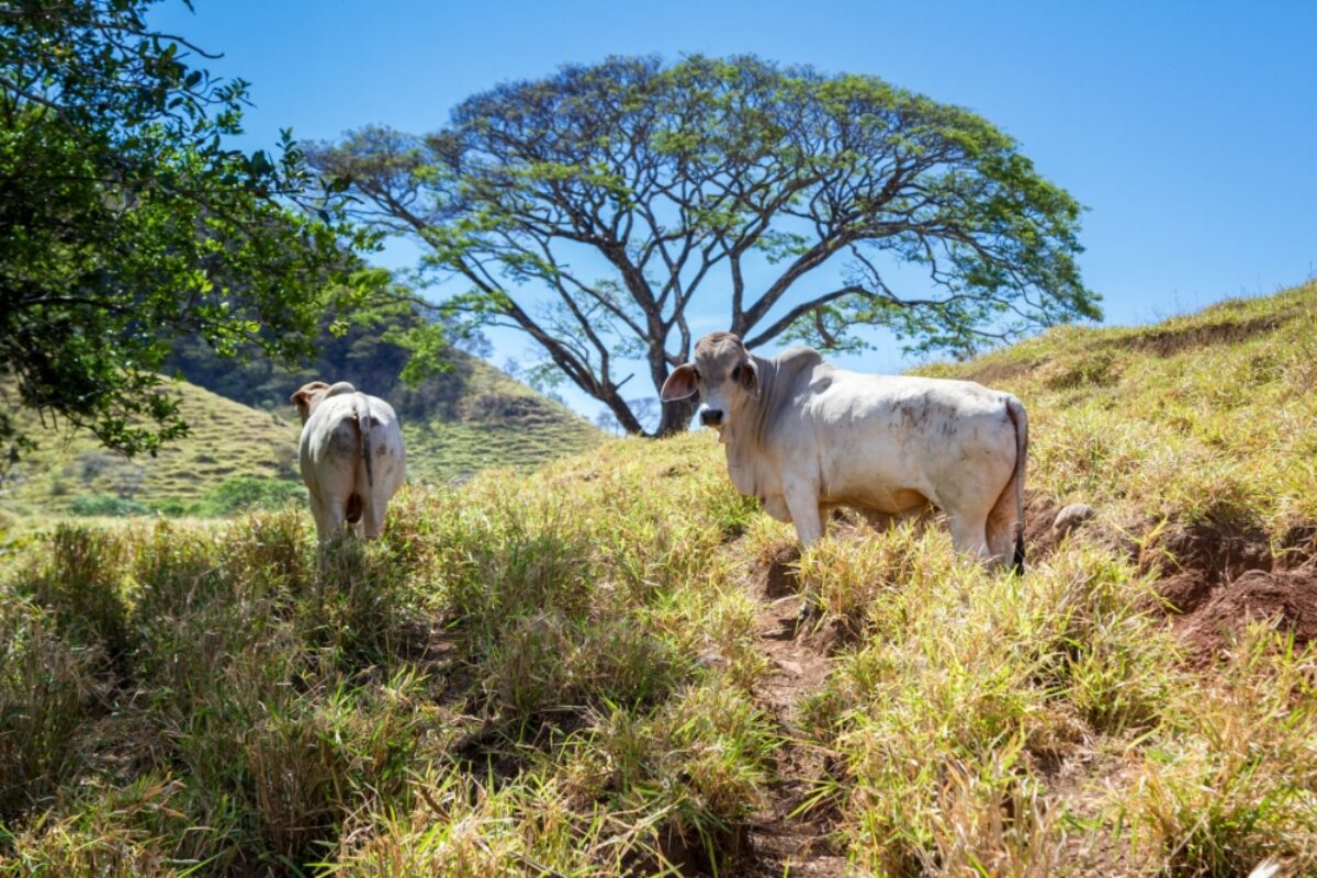 Costa Rica guanacaste oung bulls in a dry section of forest